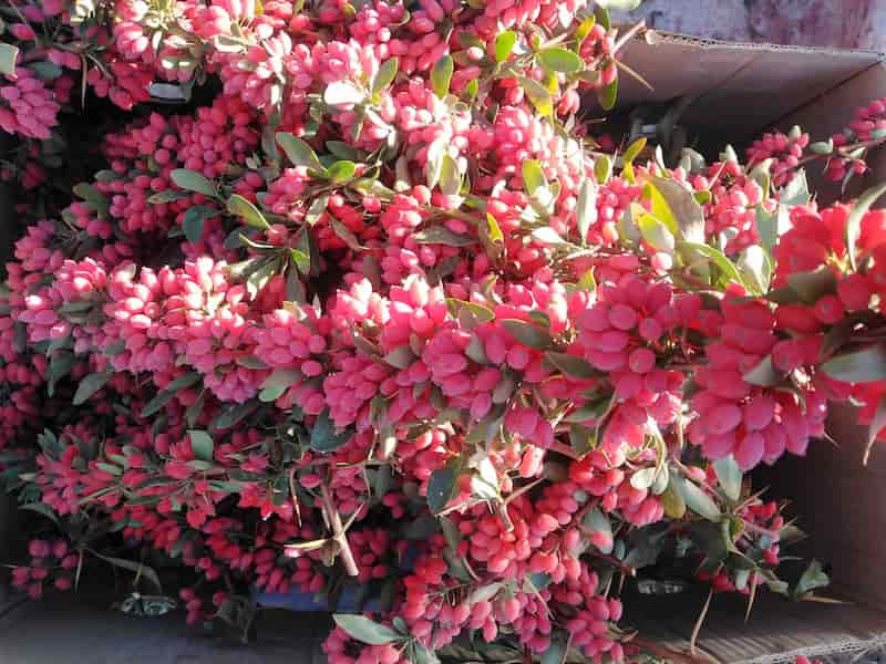 تصویر 3 از زرشک تازه طعمی ماندگار لذتی به یاد ماندنی